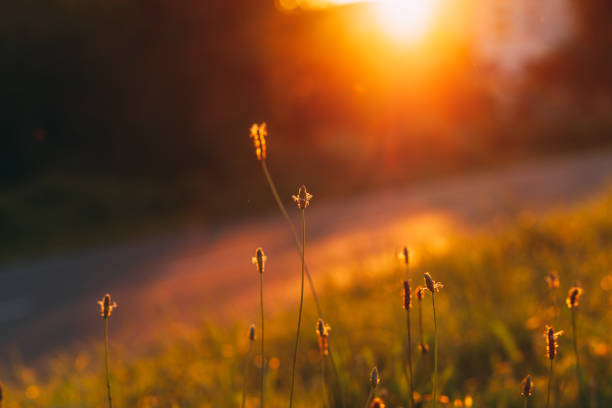 istock Wild flowers and grass in golden light from setting sun, close up 1262292521