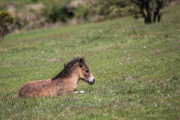 Wild Exmoor Pony foal resting on a sloping meadow, Somerset UK