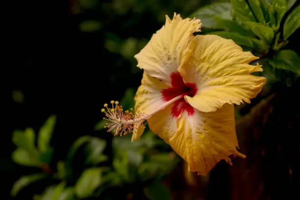 hibiscus flower on rain. Flower hibiscus closeup. Flowers for postcard and home decoration. Beautiful flower background. Colorful flower.