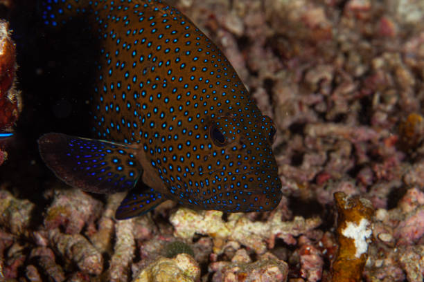 istock Nassau grouper. blue spotted coral grouper. 1262294956