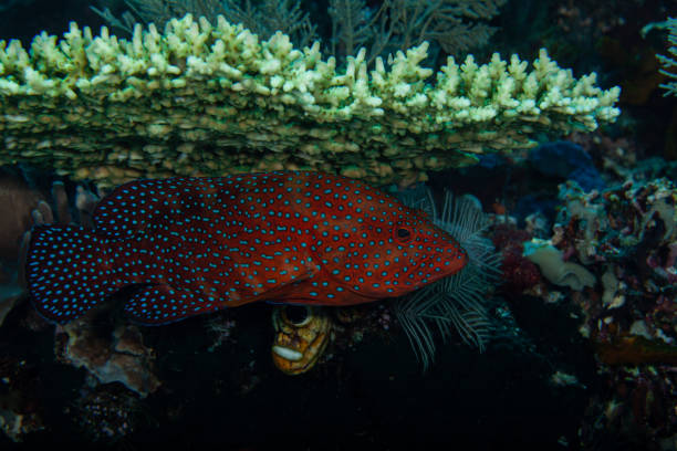 istock Nassau grouper. blue spotted coral grouper. 1262295606