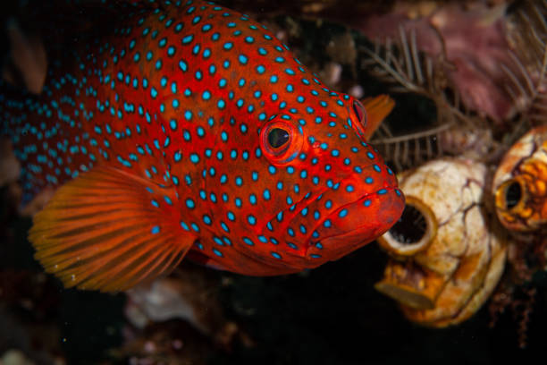Nassau grouper. blue spotted coral grouper. Epinephelus striatus