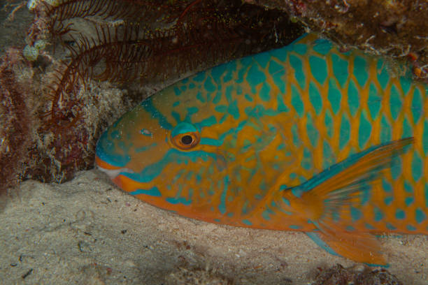 istock Nassau grouper. blue spotted coral grouper. 1262295936