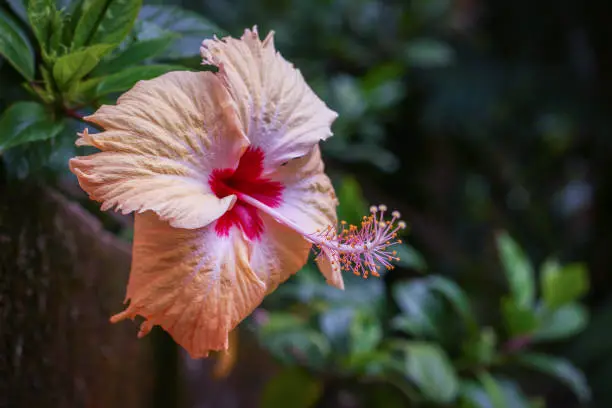 hibiscus flower on rain. Flower hibiscus closeup. Flowers for postcard and home decoration. Beautiful flower background. Colorful flower.