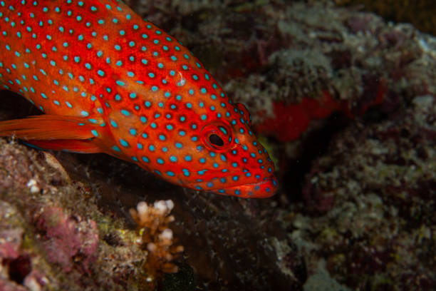 istock Nassau grouper. blue spotted coral grouper. 1262297123