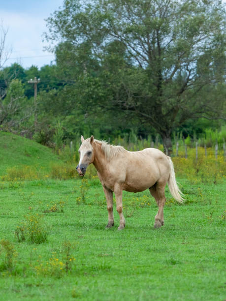 istock White Horse on the green Field, animals 1262297183