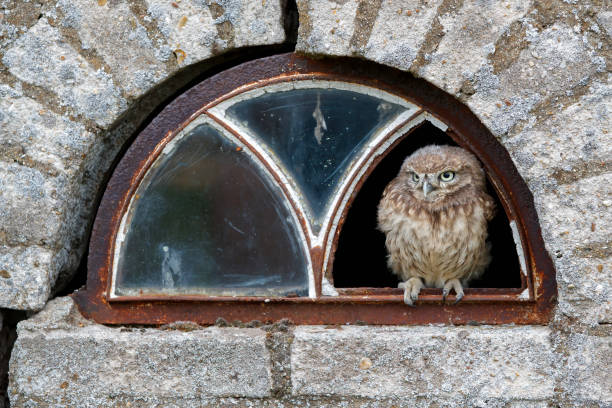 istock Little Owl (Athene noctua) juvenile in the Netherlands. 1262298662