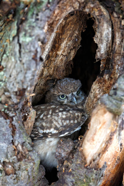 istock Little Owl (Athene noctua) juvenile in the Netherlands. 1262298698