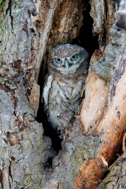 istock Little Owl (Athene noctua) juvenile in the Netherlands. 1262298704
