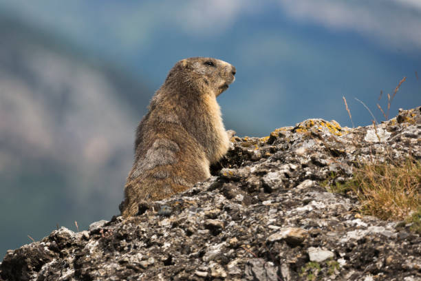 istock Alpine marmot (Marmota marmota) at Rock Marmot - Groundhog Park (Eygliers, France) 1262298722