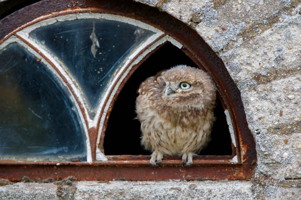 istock Little Owl (Athene noctua) juvenile in the Netherlands. 1262298742