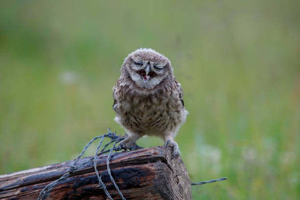 istock Little Owl (Athene noctua) juvenile in the Netherlands. 1262298754