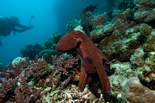 Red octopus on a coral reef. Octapus cyanea