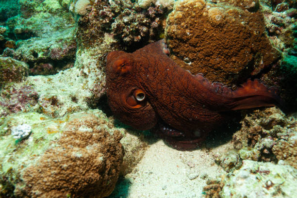 polpo rosso su una barriera corallina - red octopus foto e immagini stock