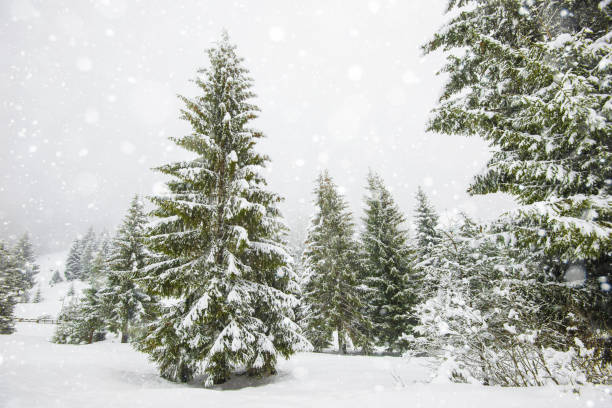 istock Bewitching stern panorama of tall fir trees 1262299087