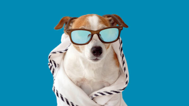 istock Dog in sunglasses and a robe 1262299091