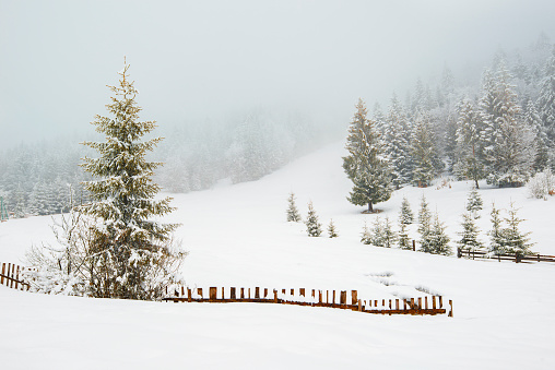 Beautiful panorama of fences peeping out from under high snowdrifts against a background of tall snowy fir trees in fog. The concept of suburban northern European nature