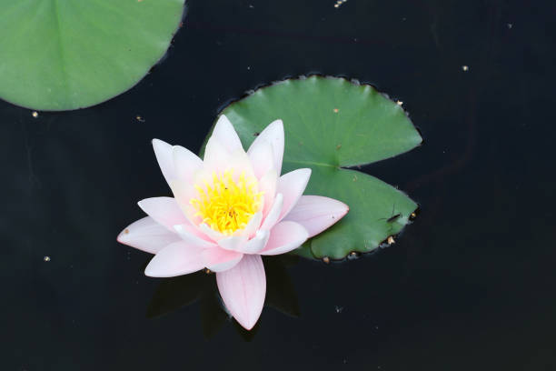 istock The Pink Water Lily in the Pond 1262299156