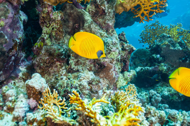 istock Angel fish in ocean underwater. 1262300312