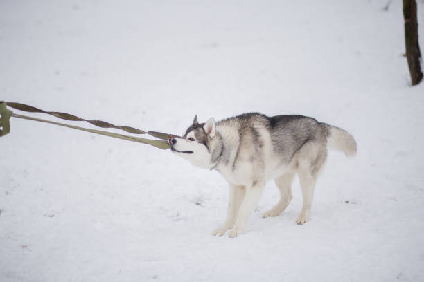 istock husky dog in the snow in winter 1262300528