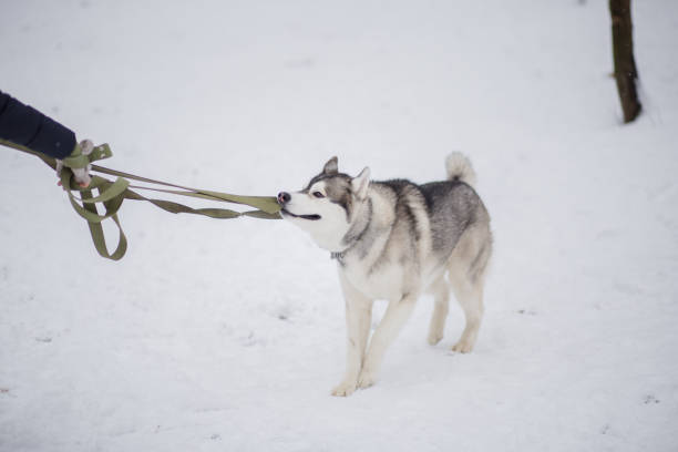 istock husky dog in the snow in winter 1262300554