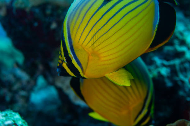 istock Angel fish in ocean underwater. 1262300998