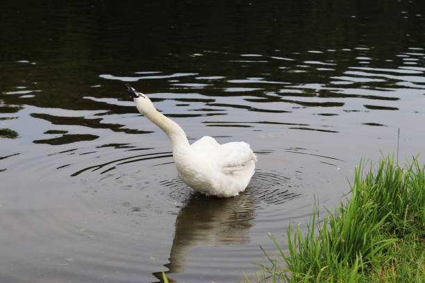 istock The Beautiful White Swan is Screaming in the Pond 1262301574