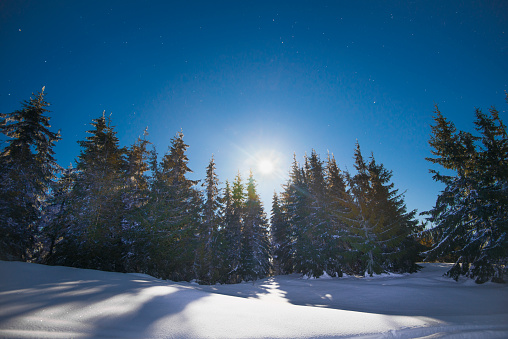 Beautiful slender fir trees grow among snow-covered snowdrifts on a hillside against a background of blue sky and bright moon on a frosty winter night. Concept of resting outside the city in winter