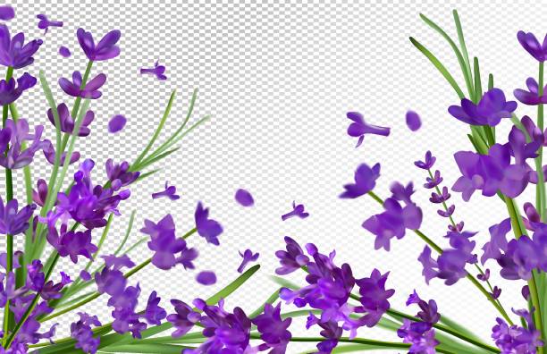 ilustrações de stock, clip art, desenhos animados e ícones de lavender background. beautiful violet lavender on transparent background. aroma lavender in motion. flying lavender. vector illustration. - drop herbal medicine leaf perfume