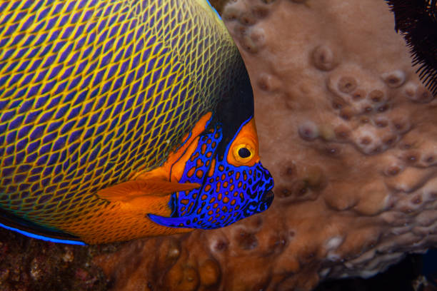 peces ángel en el océano bajo el agua. - beauty in nature coral angelfish fish fotografías e imágenes de stock