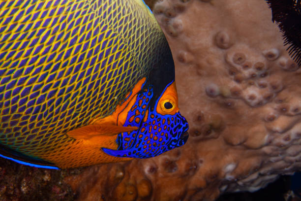 peixes-anjo no oceano debaixo d'água. - beauty in nature coral angelfish fish - fotografias e filmes do acervo