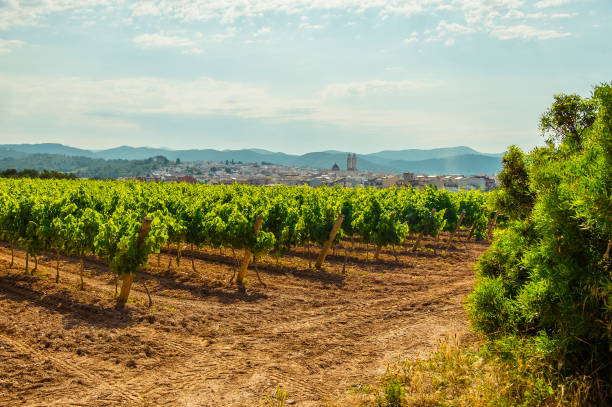 Landscape with vineyards. View on the city Sant Pere de Ribes, Garraf, province Barcelona, Catalonia