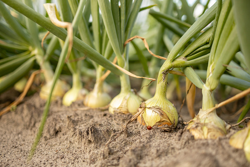 Row of onions growing out of the dry soil with leek spikes rising above. Agrarian vegetable and food industry.