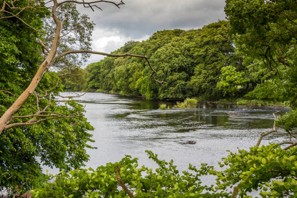 uma vista de um rio através de uma lacuna nas árvores no verão - river annan - fotografias e filmes do acervo