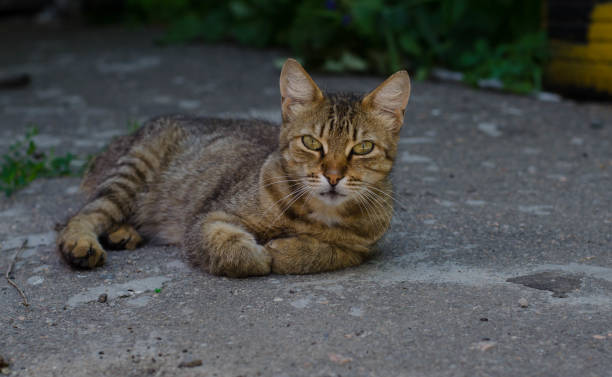istock The yard cat is lying. Street pet. 1262302848