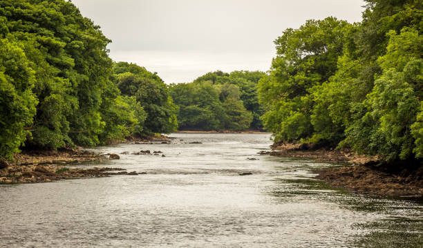 olhando rio abaixo em uma árvore forrada o rio dee em galloway, escócia - river annan - fotografias e filmes do acervo