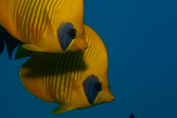 istock Angel fish in ocean underwater. 1262304057