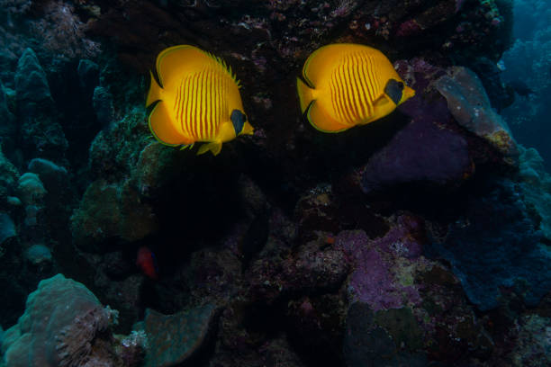 istock Angel fish in ocean underwater. 1262304184
