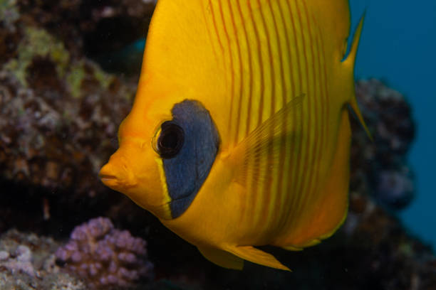 istock Angel fish in ocean underwater. 1262304239