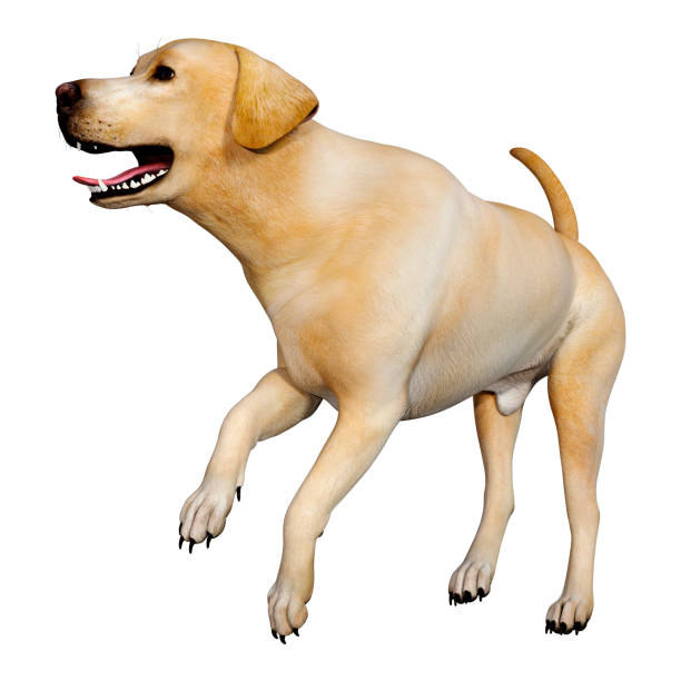 3D rendering of a yellow labrador dog isolated on white background