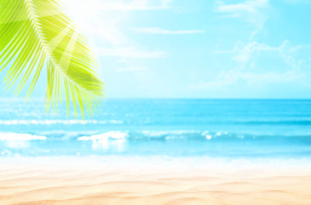 istock Blur beautiful nature green palm leaf on tropical beach with bokeh sun light wave abstract background. 1262306209