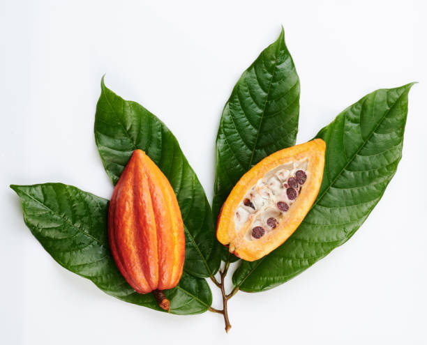 istock Sliced cacao pod on green leafs 1262306739