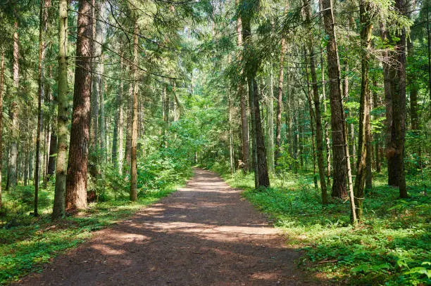 Road in green forest with sunny rays background