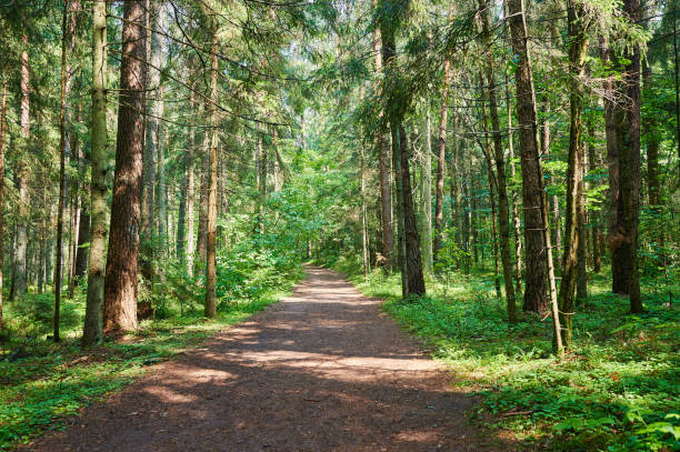 road in green forest - tree area footpath hiking woods imagens e fotografias de stock