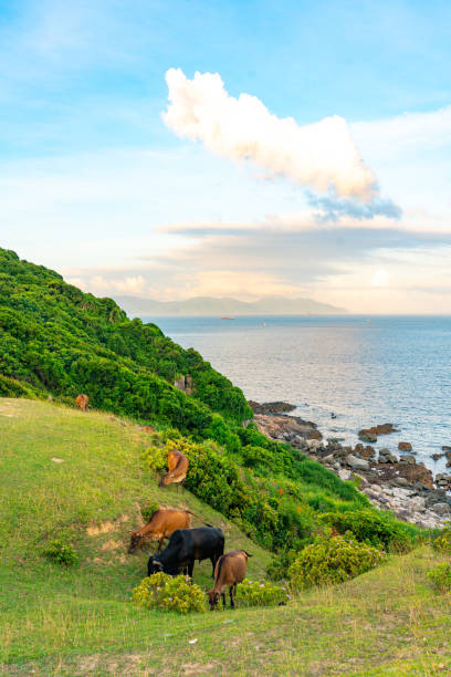 istock Cows graze on the Grass Island in the sunset 1262307499