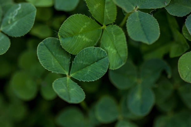 istock Green clover holiday border, st.Patrick's day decoration background with text space 1262312937