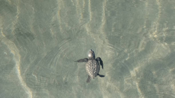 istock Baby turtle swimming in the ocean 1262313026
