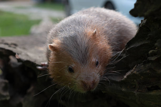 istock Mole rat or Large bamboo rat in the garden 1262313267