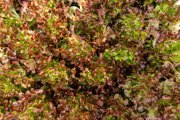 istock Top view organic vegetable garden for background 1262313293