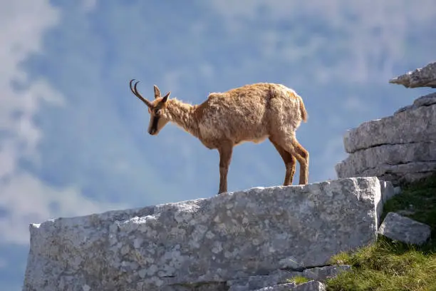 Wild chamois climbs rocks on the top of a mountain. Wild animal in nature.
